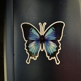 STEVEN's review of Beautiful Azure Blue Butterfly Sticker