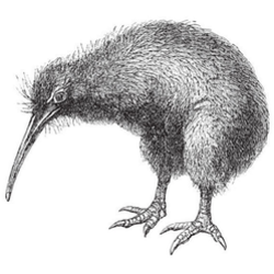 North Island Brown Kiwi New Zealand Sticker